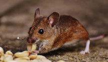24 Hour & Emergency Exterminators in Middleboro, MA